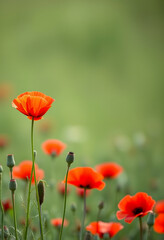 Obraz premium A single red flower growing taller than the rest of the field. Tall poppy syndrome. The odd one out. Cutting down those who are successful. Diversity and Inclusion, vector style, with white tones