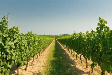 Naklejka premium picturesque vineyard with vibrant green rows of grapevines stretching into distance golden sunlight creates depth clear