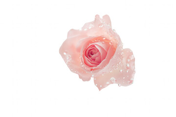 A delicate pink rose floats gracefully, glistening with fresh droplets of water. The transparent background enhances the beauty of the flower, highlighting its petals and natural elegance.