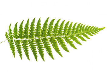 This vibrant green fern leaf is set against a transparent background, highlighting its intricate patterns and structure. The leaf showcases the natural beauty of ferns, perfect for decorative or educa