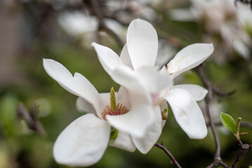 White magnolia blossoms in Wrocław, Poland, showcasing the beauty of springtime in a historic European city