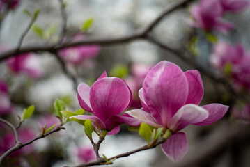 Pink magnolia blossoms in Wrocław, Poland, bringing vibrant spring colors to the city's...