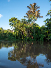 Fototapeta premium Amazon river landscape near the town of Tefè.