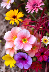Colorful flowers, intertwined with red and purple, and fuzzy background, show the beauty and vitality of nature, detailed, with white tones