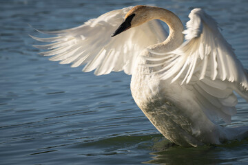 Trumpeter Swan