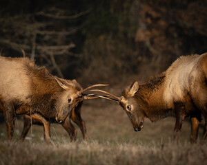 Young Bull Elk sparring