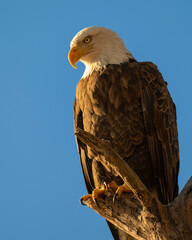 Bald Eagle at sunrise