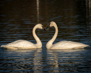 swan on the lake