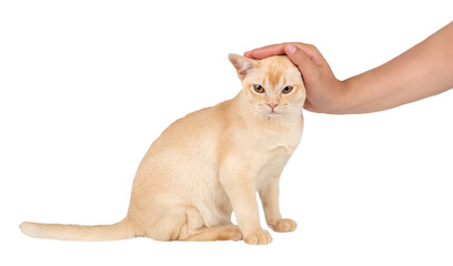 Owners hand petting Burmese cat.