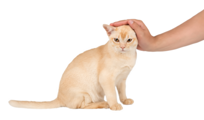 Owners hand petting Burmese cat.