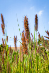wheat field in the wind