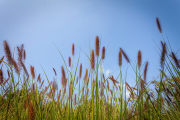 green grass and blue sky
