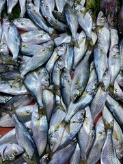 Obraz premium fresh fish on ice