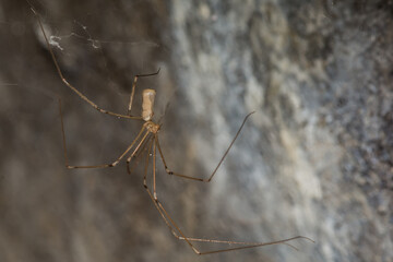 Long Bodied Cellar Spider - Pholcus phalangioides