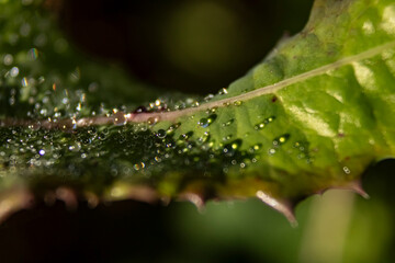 Gotas de agua en hoja