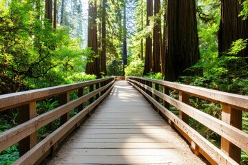 Fototapeta premium Peaceful Wooden Bridge Surrounded by Tall Trees in Serene Forest