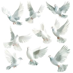 Obraz premium A stunning white dove set in nature’s peaceful setting.
