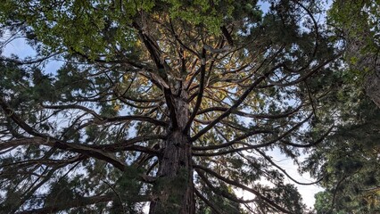 Obraz premium trees and sky