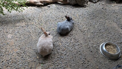 rabbits