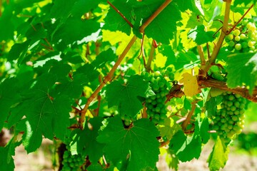 This closeup image showcases vibrant green grapes growing on a healthy vine. The bright green leaves create a stunning backdrop, while the round grapes display a subtle yellow-white hue.