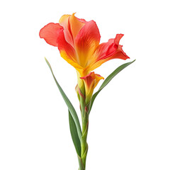 Vibrant orange and yellow canna flower.  Close up of a beautiful canna lily.
