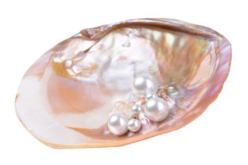 Shell pearl isolated
