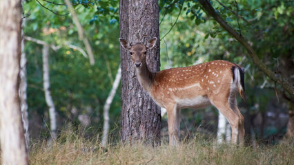 A female fallow deer stands sideways in the forest in autumn