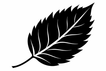 Black Leaf Silhouette Isolated on White Background. Birch leaf silhouette Vector illustration leaf vector icon

