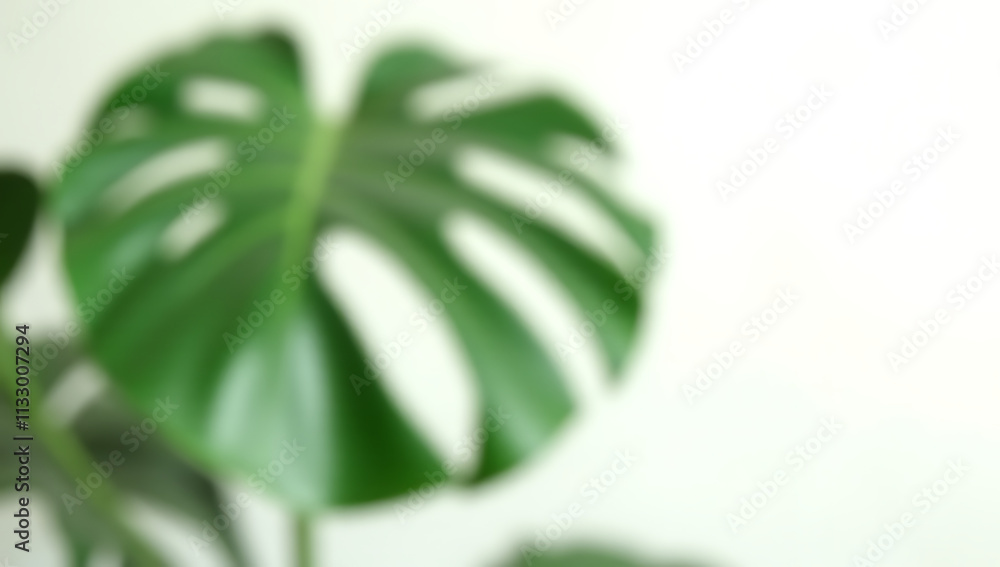 Poster monstera leaves with selective focus on a white background create a beautiful and elegant decorating