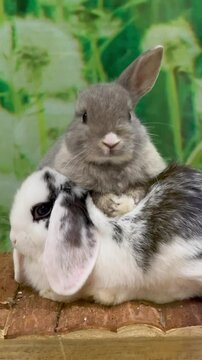 Adorable baby bunnies cuddling together, featuring a fluffy gray rabbit resting atop a white and spotted companion in a natural, cozy setting
