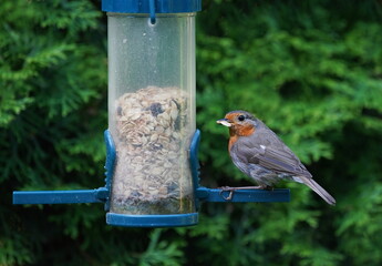 robin at the feed silo