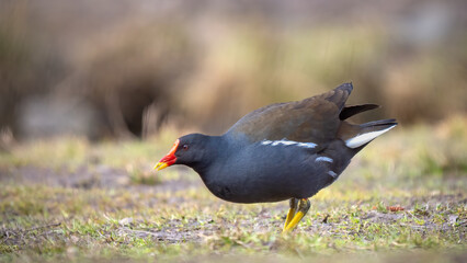 Common moorhen - Gallinula chloropus