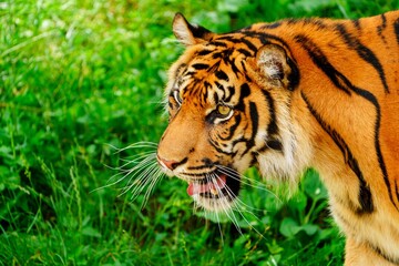 Obraz premium A close-up portrait of a tiger with a green background. The tiger is looking to the left and has its mouth slightly open with green vegetation in the background.