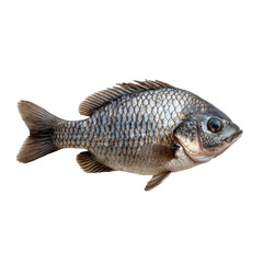 Fresh tilapia fish isolated on white background.. transparent background