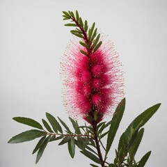 "A vivid pink bottlebrush flower isolated on a white background."