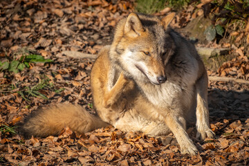 wundersch&ouml;ner Wolf in der Natur beobachtet