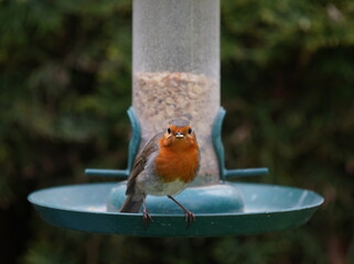 robin on the feeder