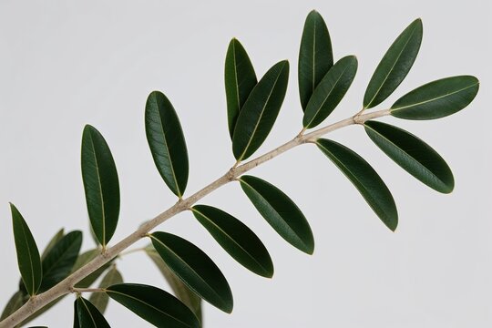 Beautiful Olive Tree Node with Lush Green Leaves Isolated on White Background