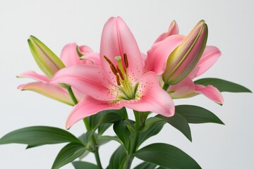 Fototapeta premium Vibrant Pink Lily Blossom Isolated Against a Pure White Backdrop with Lush Green Leaves and Buds