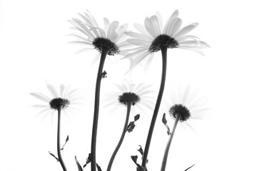 Obraz premium Black-and-white daisy flowers captured from below with soft lighting