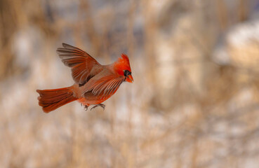 Northern Cardinal On Post © Leola