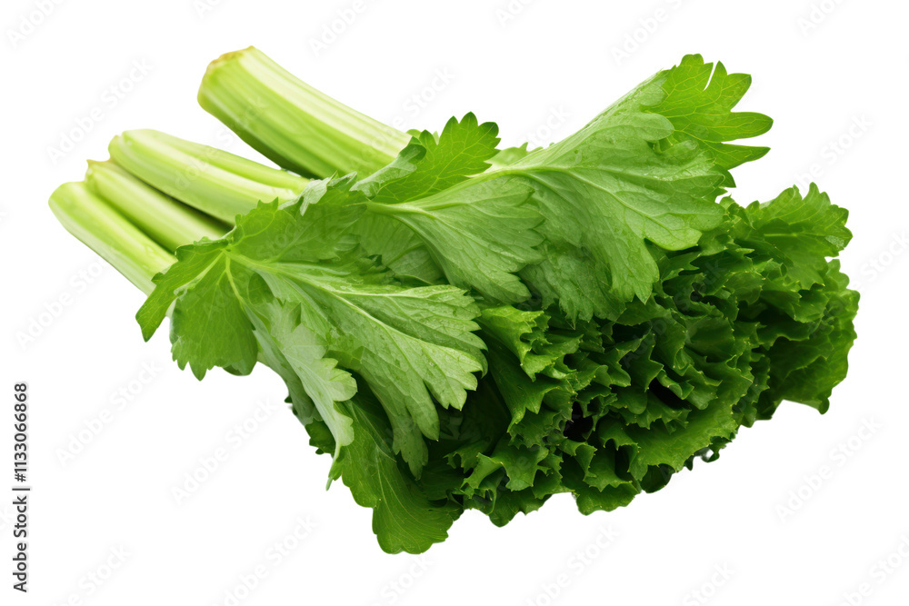 Poster close-up image of celery leaves with a focus on the various shades of green and the unique shape of 