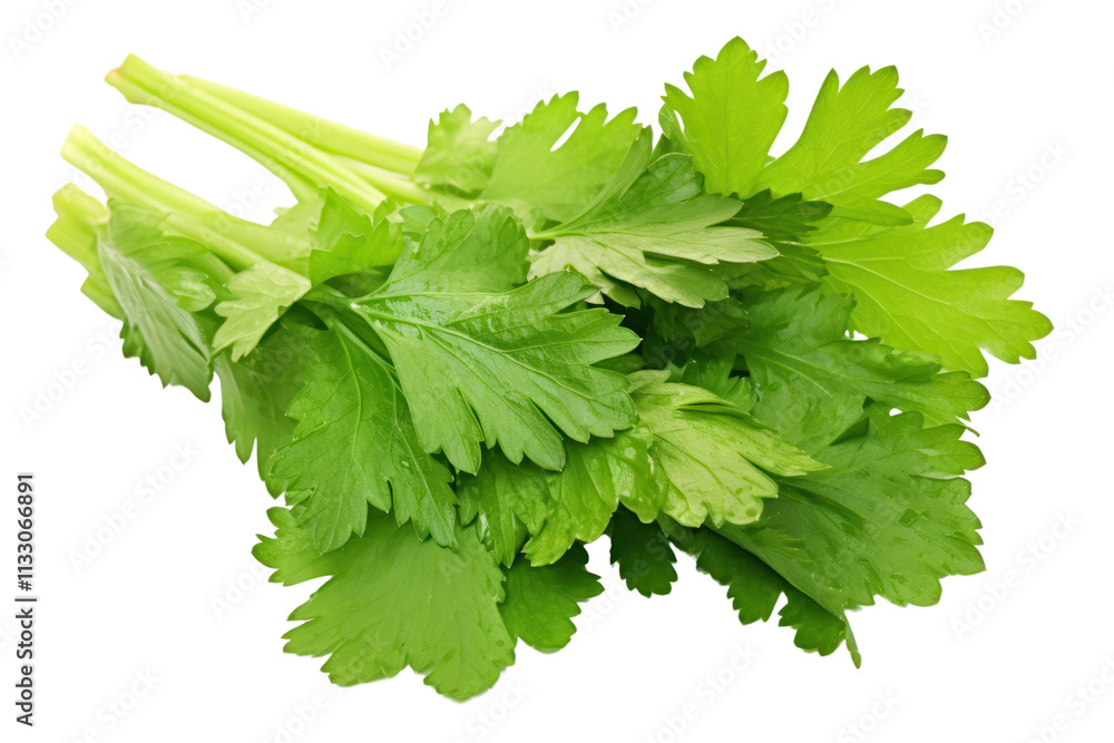 Poster close-up image of celery leaves with a focus on the various shades of green and the unique shape of 