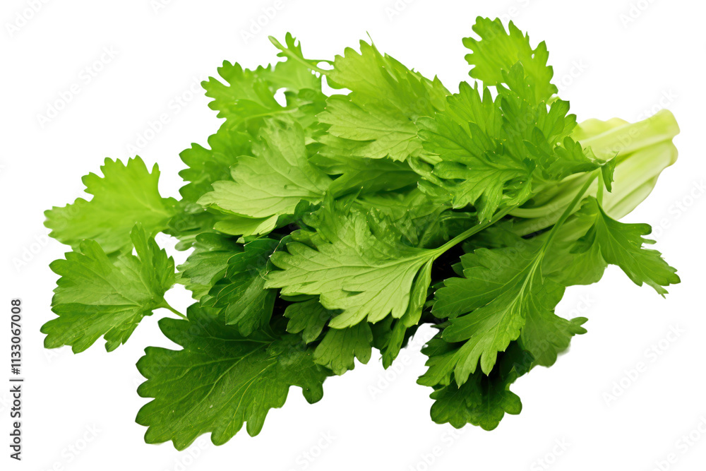 Poster close-up image of celery leaves with a focus on the various shades of green and the unique shape of 