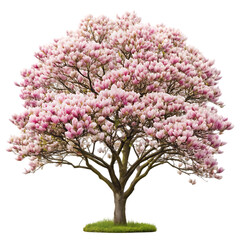 Fototapeta premium tree isolated on white