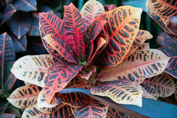 Leaf plant. Nature beauty. Macro of croton plant. Leaves exotic plant. Natural croton plant. Flora nature. Vivid colors in nature © be free