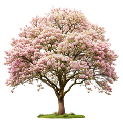 Obraz premium tree isolated on white