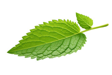 Fototapeta premium A single fresh mint leaf lying flat, displaying its glossy surface and intricate details. The focus is on the natural beauty and vibrant color of the leaf, conveying a sense of purity and freshness.