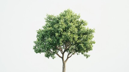 Obraz premium Isolated Lush Green Tree Against a White Background: A Symbol of Nature and Growth