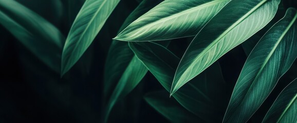 Obraz premium A high-resolution close-up of a green leaf with detailed textures, set against a dark green background